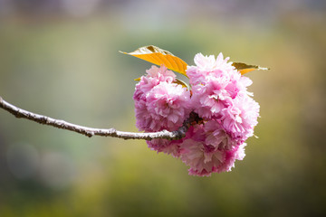 Close-up of beautiful sakura tree flower (cherry blossom)