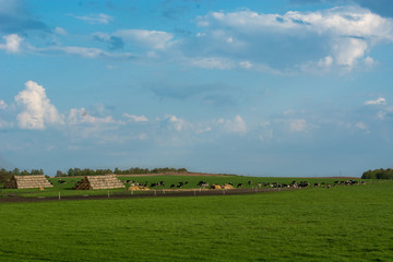 Obraz premium cows in the fields