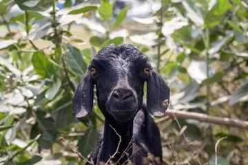 Black goat at Tiruvannamalai savanna