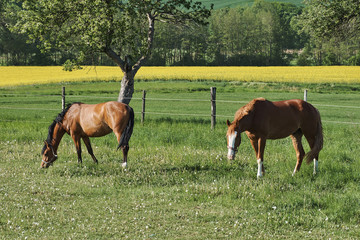 Two horses graze on grass in spring landscape