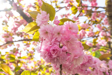 Close-up of beautiful sakura tree flower (cherry blossom)