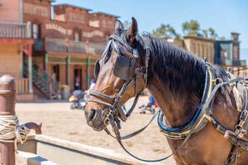 Obraz premium Working horse with blinders