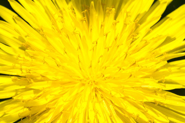 Yellow dandelion in summer, close up image
