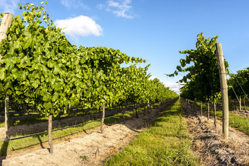 Fototapeta na wymiar Rows of grape vine. Wine valley in Barossa, South Australia.
