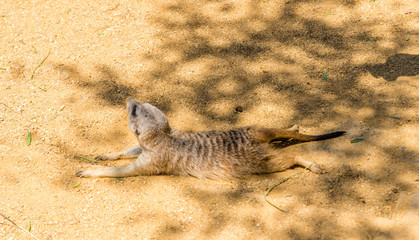 Obraz premium young Meerkat isolated