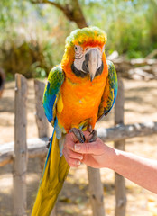 Young Blue-and-yellow Macaw - Ara ararauna