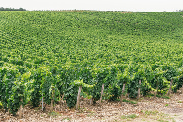 Fototapeta na wymiar Green grape field in France
