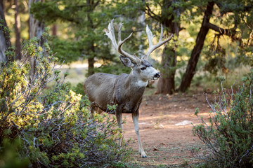 Deer in Yosemite national park