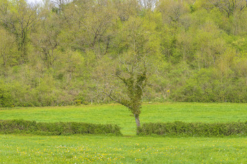 Spring landcape in countryside