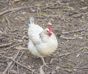 Domestic hen outdoor