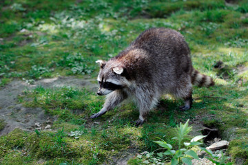 Naklejka na ściany i meble Lotor common raccoon