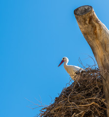 White stork perched in nest