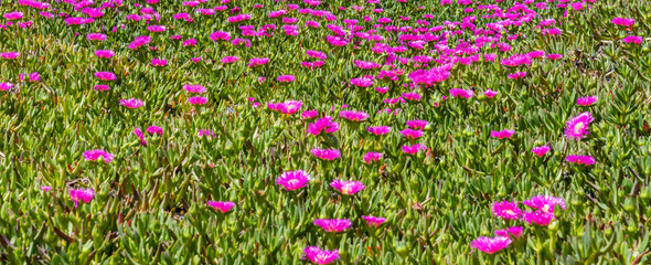 green and purple plants