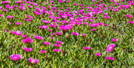 Fototapeta premium green and purple plants