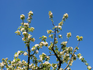 Junger blühender Mandelbaum vor blauem Himmel