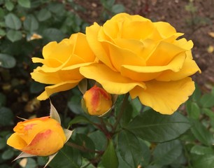 Rose gelb mit Knospen