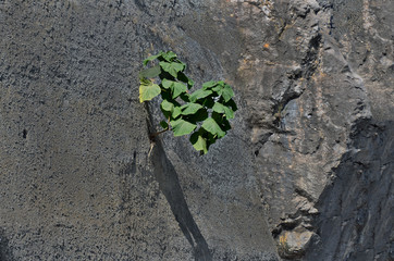 The plant grows on a steep rock in the scorching sun.