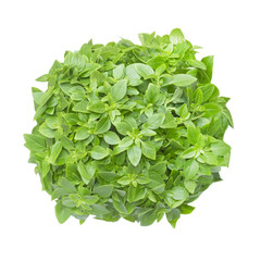 Fototapeta na wymiar An overhead photo of aromatic basil herb bunch. Ocimum basilicum. Fresh basil leaves isolated on white background. Top view, photo from above.