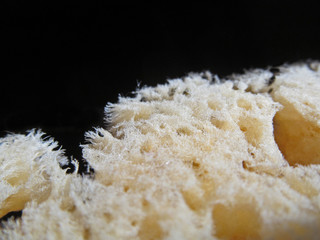 Natural sea sponge close-up on a black background.
Beautiful complex porous multi-cellular structure of sponges bodies is used in medicine, hygiene, as cleaning equipment. 