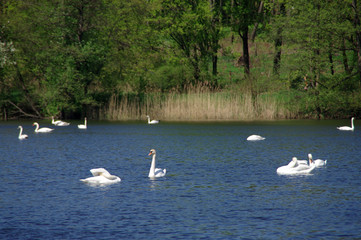 White swans on lake