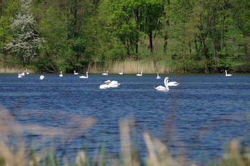 White swans on lake