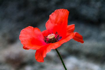 Red poppy flower against the background of a rock, red poppy petals