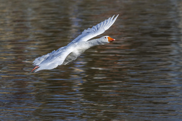 Hausgans (Anser anser domestica)