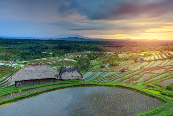 Famous Jatiluwih Rice terraces on Bali during sunrise, Indonesia