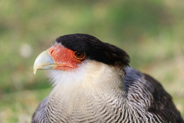 Close up of a southern crested caracara
