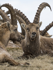 Bouquetin des Alpes