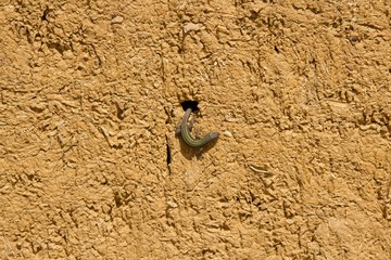 Lizard in Adobe Mud Wall 