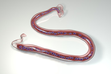Loa loa, a roundworm nematode, the causative agents of Loa loa filariasis, 3D illustration showing presence of sheath around the worm and continous nuclei in the tail tip
