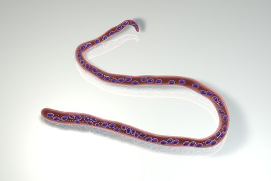 Mansonella streptocerca, a roundworm nematoda that causes streptocerciasis, subcutaneous filariasis, 3D illustration showing absence of sheath around worm and tail nuclei extending to tip with hook
