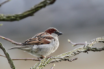 Haussperling (Passer domesticus) sitzt auf einem Ast