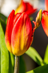 Tulpe