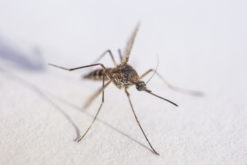mosquito isolated on white background. Extreme close-up