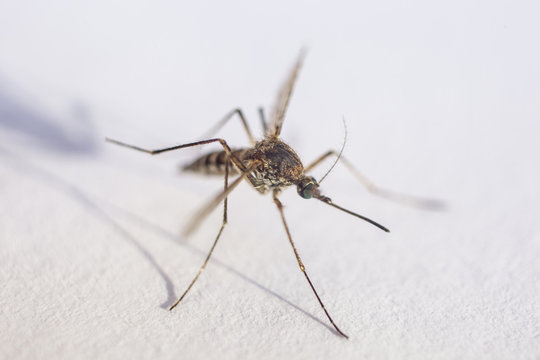 mosquito isolated on white background. Extreme close-up