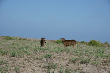 Naklejka na ściany i meble Two calves grazing in wilderness