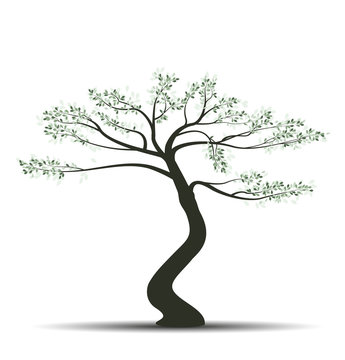 Vector illustration of tree with leaves on a white background. Bonsai