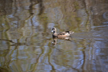 Female American Wigeon 1