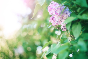 Naklejka na ściany i meble Green branch with spring lilac flowers.