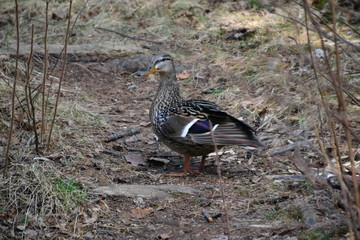 Female Mallard in the Shade