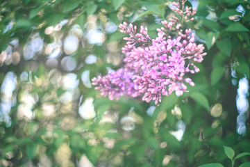 Green branch with spring lilac flowers.