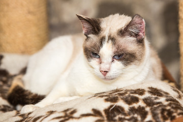 Cats for adoption in Belgium near Liège