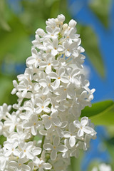 Weißer Flieder, Syringa