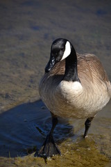 Canadian Goose Strutting