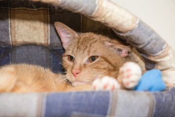 Cats for adoption in Belgium near Liège