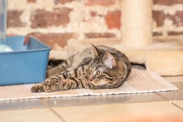 Cats for adoption in Belgium near Liège