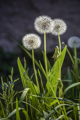 Three beautiful white dandelions with a dark background.