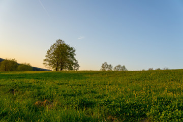 Germany, Warm sunset light over green blooming meadow in springtime with trees